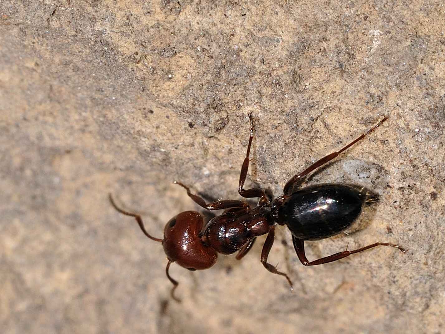 Crematogaster scutellaris? No. Camponotus lateralis